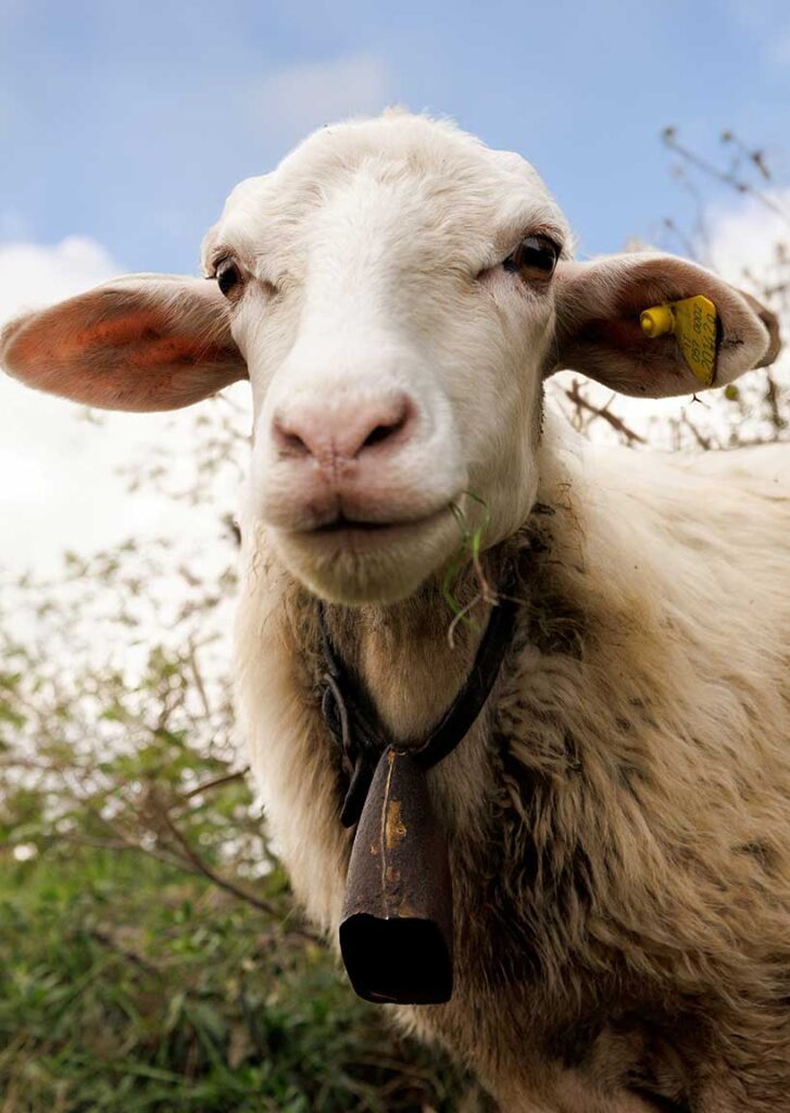 solo latte di produttori del Lazio e un microclima d'eccezione